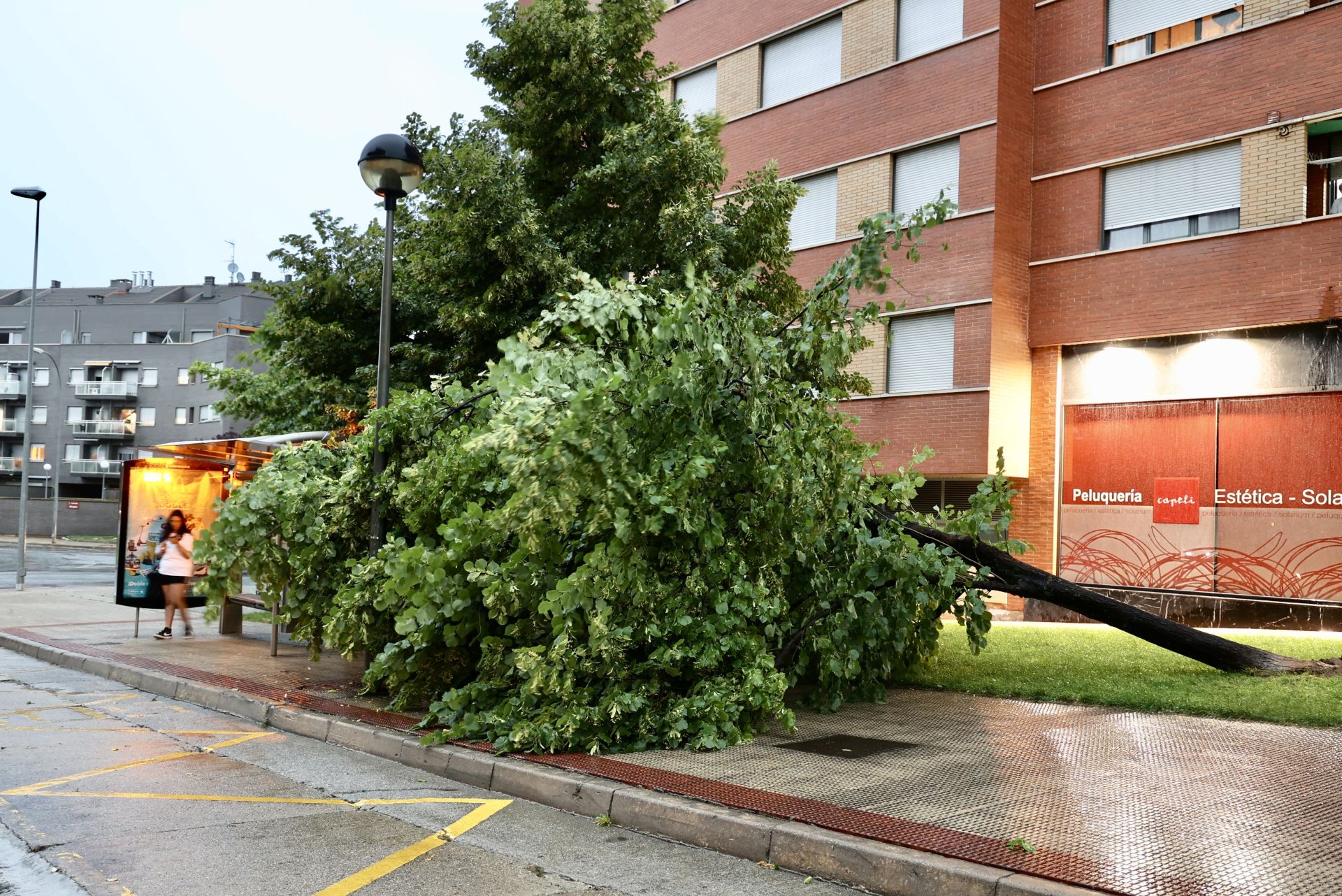 Árbol caído debido a la tormenta en Logroño.