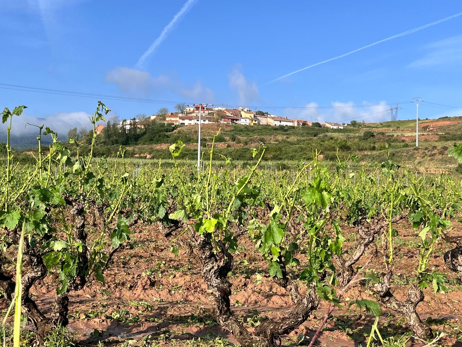 Viñedo afectado por la tormenta y, al fondo, el cerro Castro de Medrano.