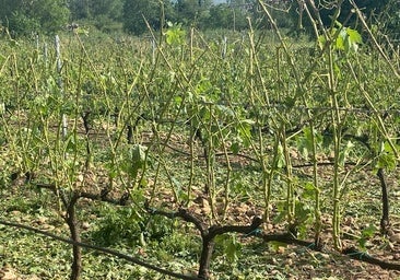 El viñedo, el cereal y los frutales de las faldas del Moncalvillo sufren daños irreparables