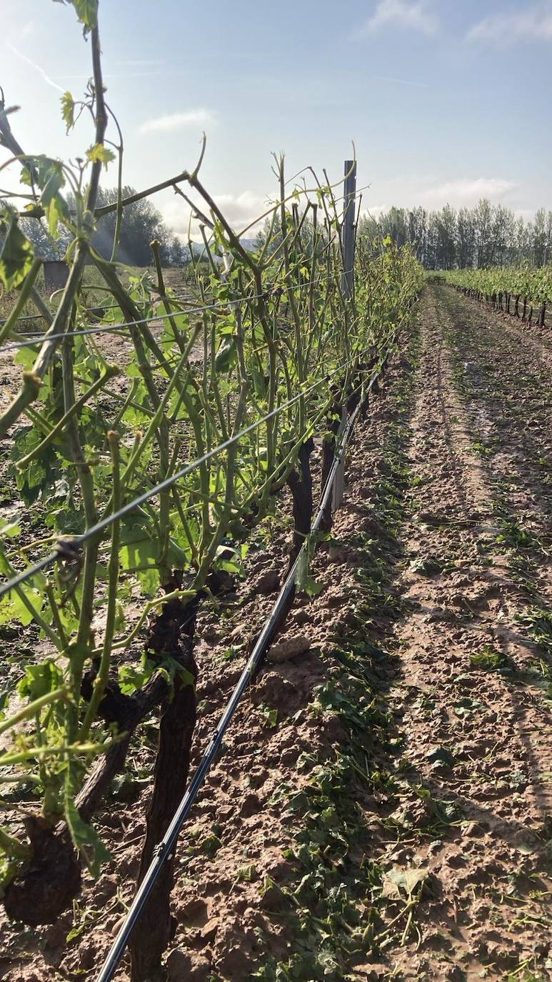 Las imágenes de los viñedos y perales arrasados tras la tormenta
