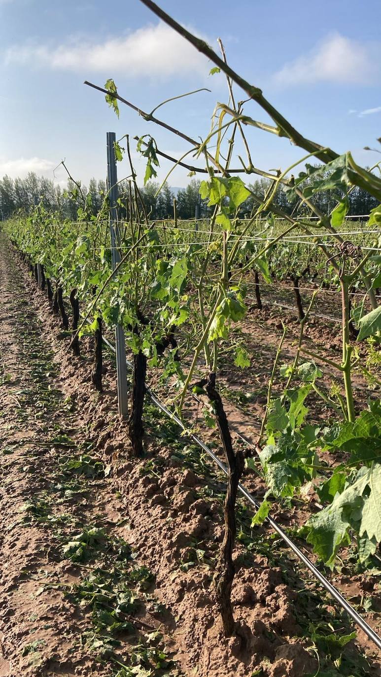 Viñas dañadas en Medrano.