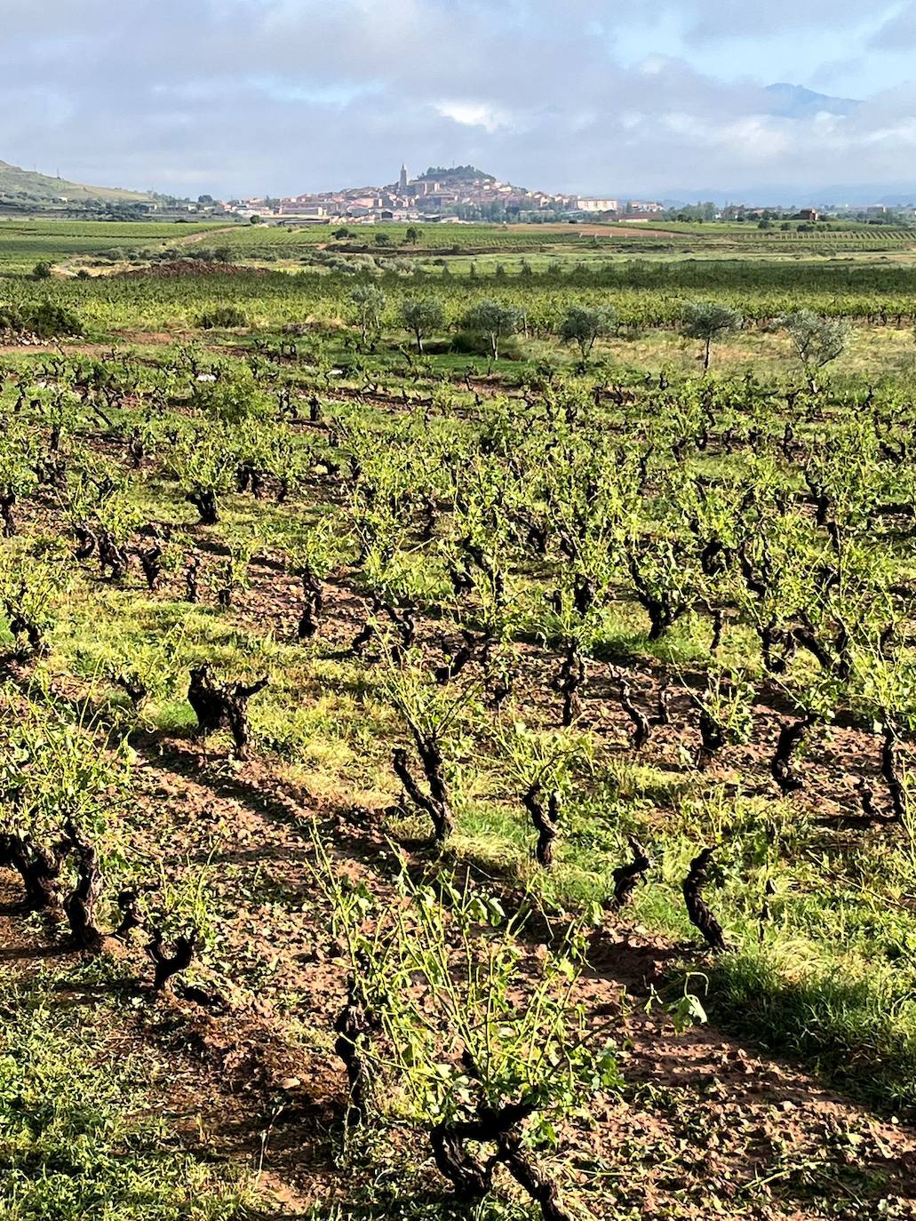 Viñas arrasadas por el temporal entre Navarrete y Medrano.