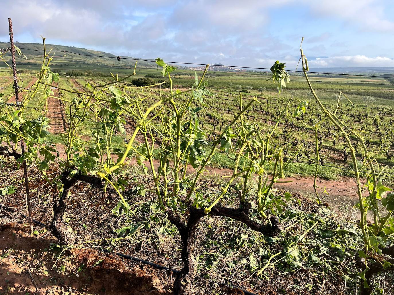 Viñas arrasadas por el temporal entre Navarrete y Medrano.