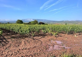 Viñedos dañados en Navarrete.