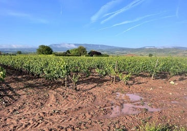 «Hay daños en el viñedo muy significativos y agricultores derrumbados»