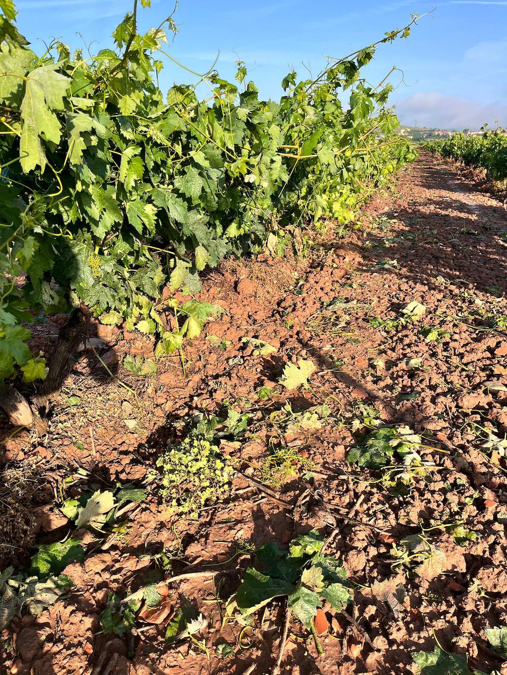 Viñedos dañados tras la tormenta de este miércoles en Navarrete.