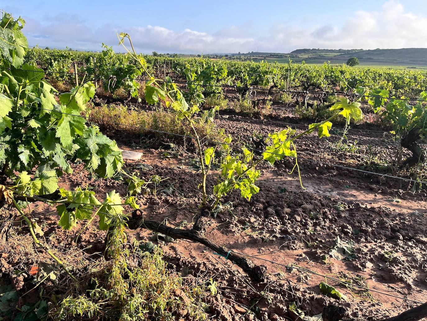 Viñedos dañados tras la tormenta de este miércoles en Navarrete.
