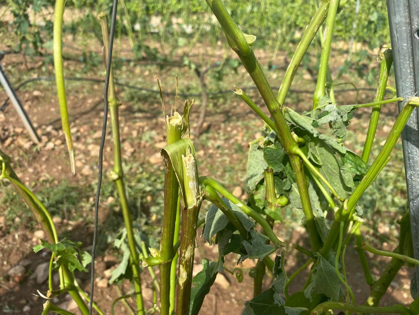 Viñedos dañados en Medrano.