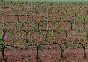 «Este año no voy a coger ni un kilo de uva, con la tormenta ya he vendimiado»