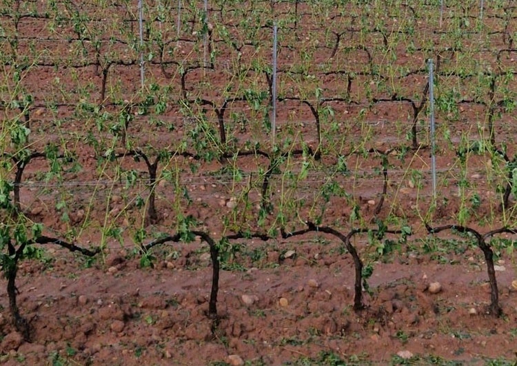 «Este año no voy a coger ni un kilo de uva, con la tormenta ya he vendimiado»