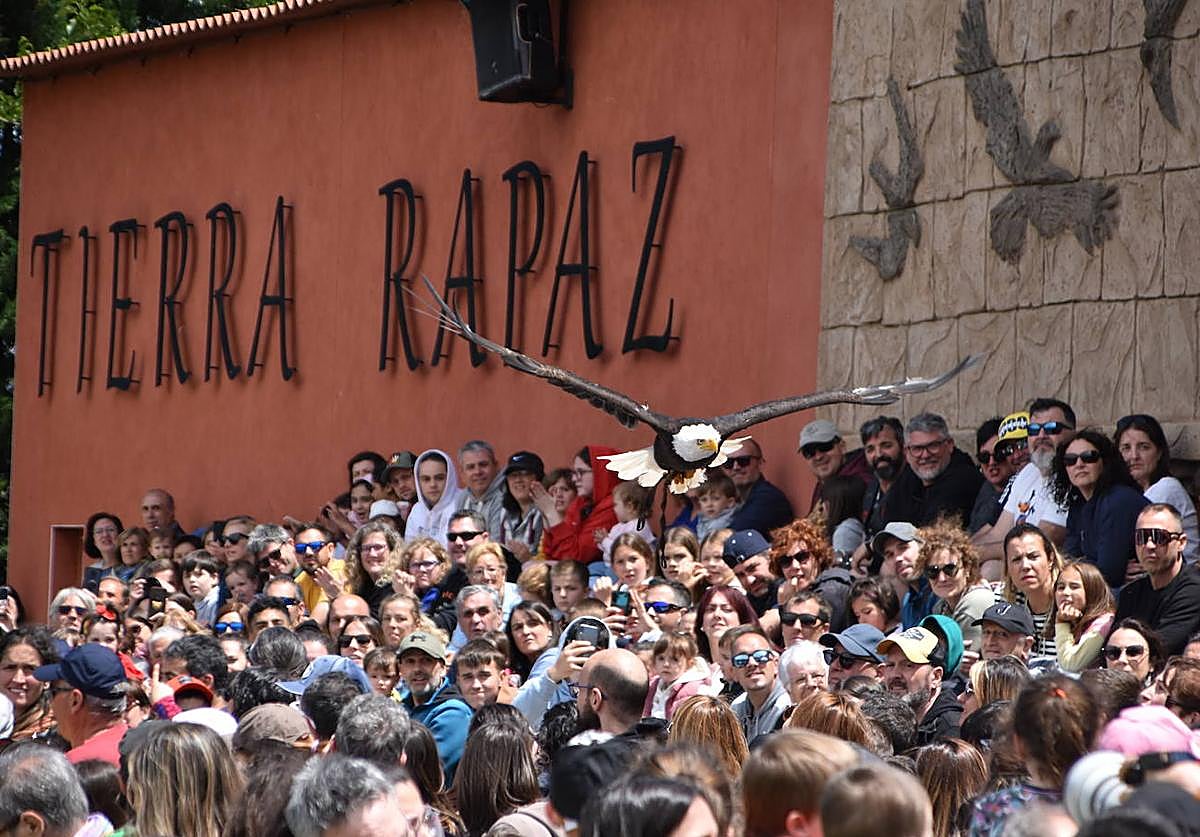 Un águila en pleno vuelo sobre las cabezas del público en el parque de la naturaleza Tierra Rapaz de Calahorra.