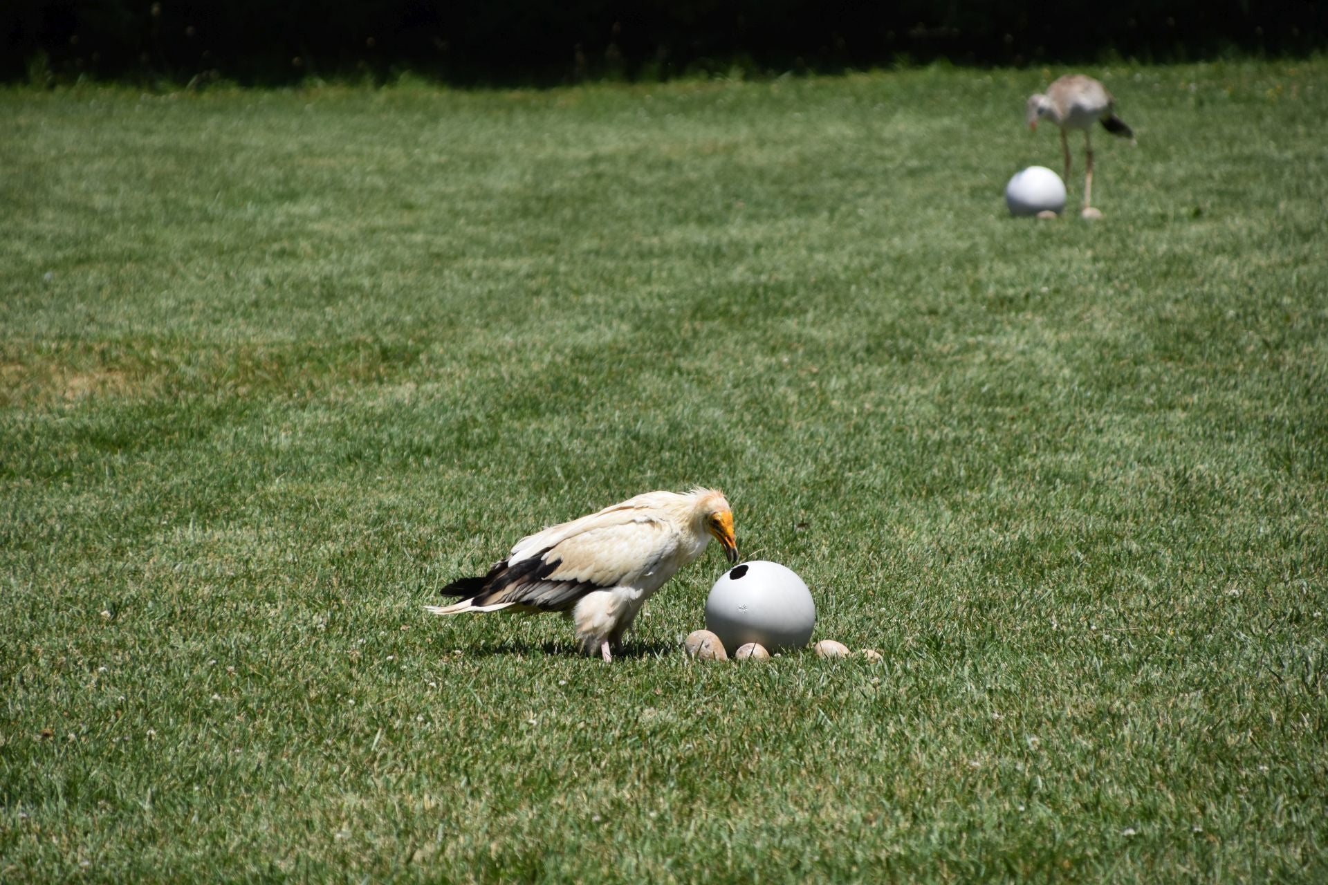 La segunda edición de &#039;Águilas de Roma&#039;, en imágenes
