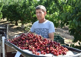 José Ignacio Gurría seleccionando cerezas ayer en su finca de Rincón de Soto.