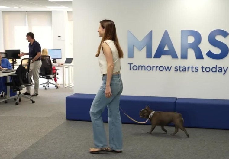 ¿Irías a la oficina con perro? Pues la mayoría sí