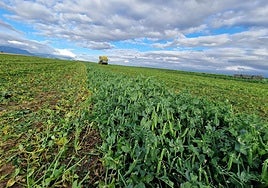 Cosecha de guisante, ayer en una parcela de La Rioja Alta.