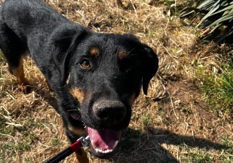 Müller, un perro mestizo, cariñoso y sociable