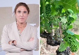 Raquel Pérez, en su primer día como presidenta del Consejo Regulador, y un viñedo afectado por mildiu.