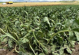 Una plantación de remolacha de Zarratón dañada por la tormenta de este martes.