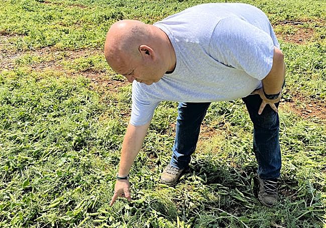 El agricultor Borja García Baquero señala una plantación de guisante afectada en Zarratón.