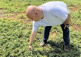 El agricultor de Zarratón Borja García Baquero señala una plantación de guisante afectada por la tormenta.