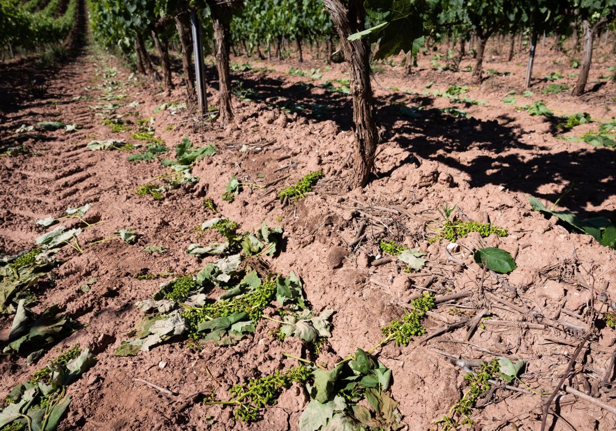 Consulta quién recibirá ayudas para la vendimia en verde y quién se queda fuera