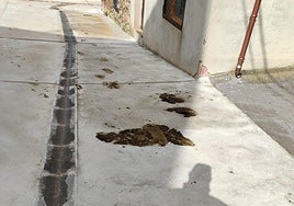 Excrementos de ganado en una calle de Clavijo.