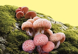 La Nobel que podría ser