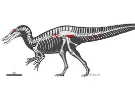 Un riojano participa en el hallazgo de los restos del mayor dinosaurio carnívoro que habitó en la península ibérica