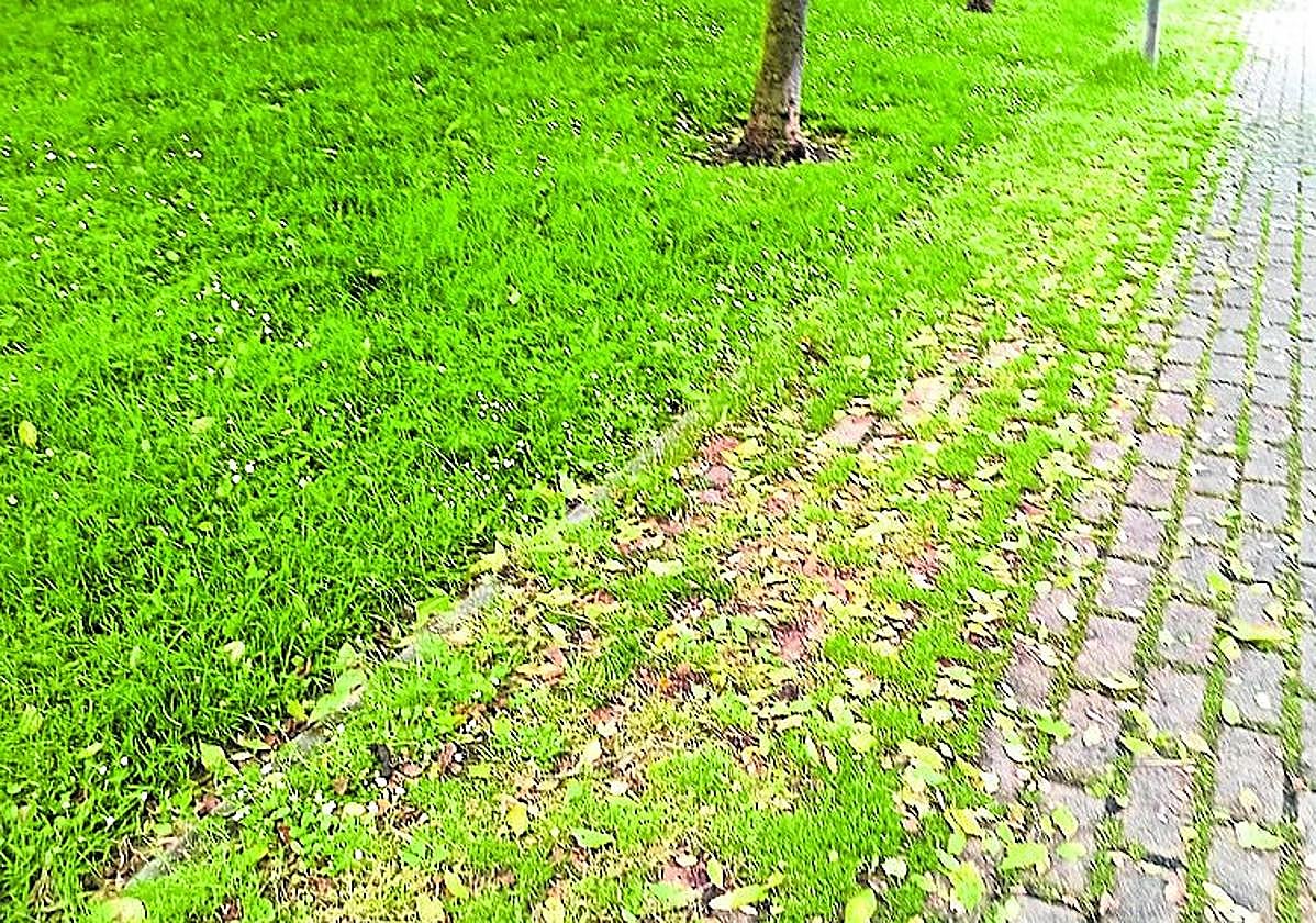 El servicio de taxis, la piscina de Las Norias y otras quejas del Teléfono del Lector