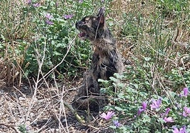 Asis, una gata muy especial que necesita vivir rodeada de cariño
