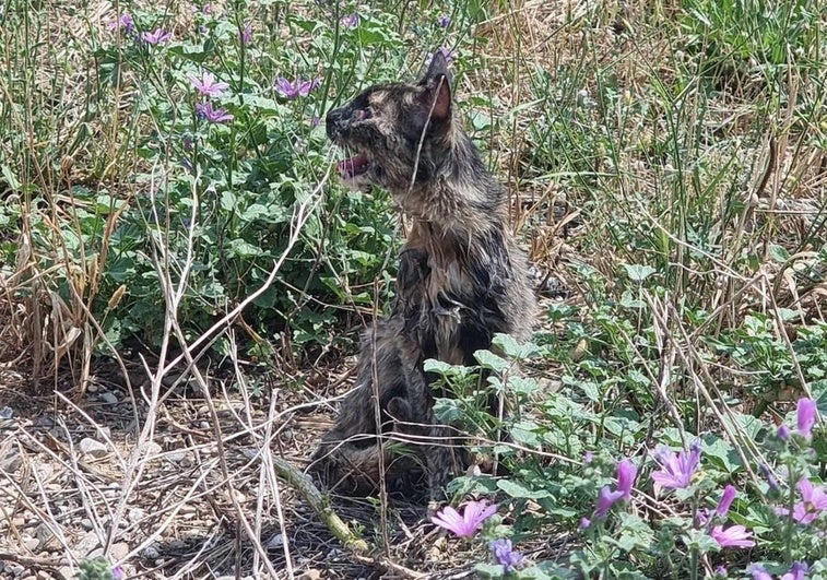 Asis, una gata muy especial que necesita vivir rodeada de cariño
