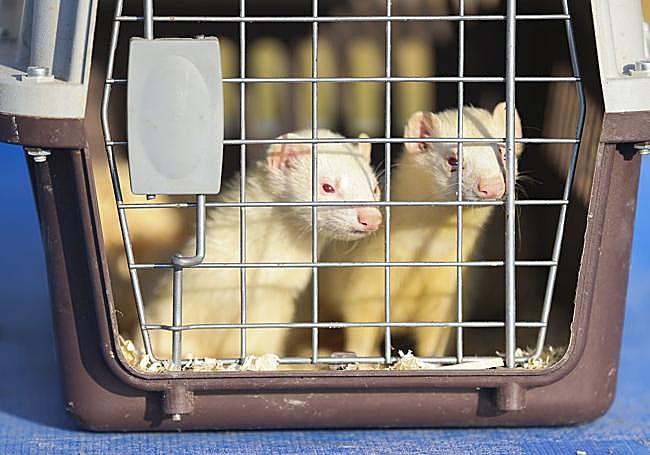 Unos pequeños hurones, en un transportín para acudir a 'trabajar' a una finca.