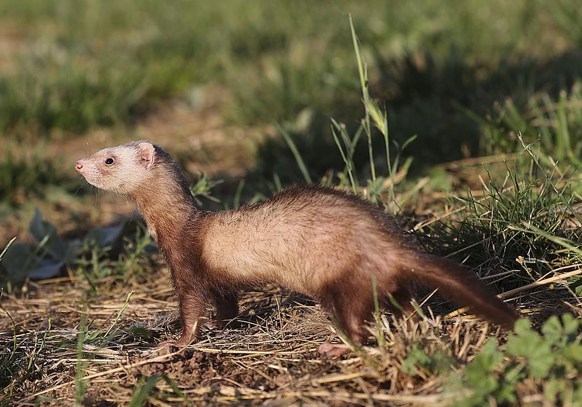 Un hurón, en una finca, buscando cabos (o bocas) de las galerías de conejo.