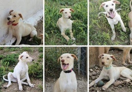 Seis cachorros de perro a la espera de un hogar