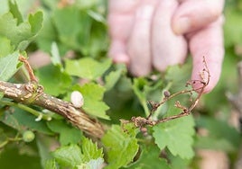 Sarmientos dañados y resto de algún racimo arrasado.