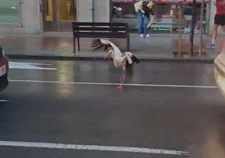 La odisea de una cigüeña en Logroño tras la tormenta
