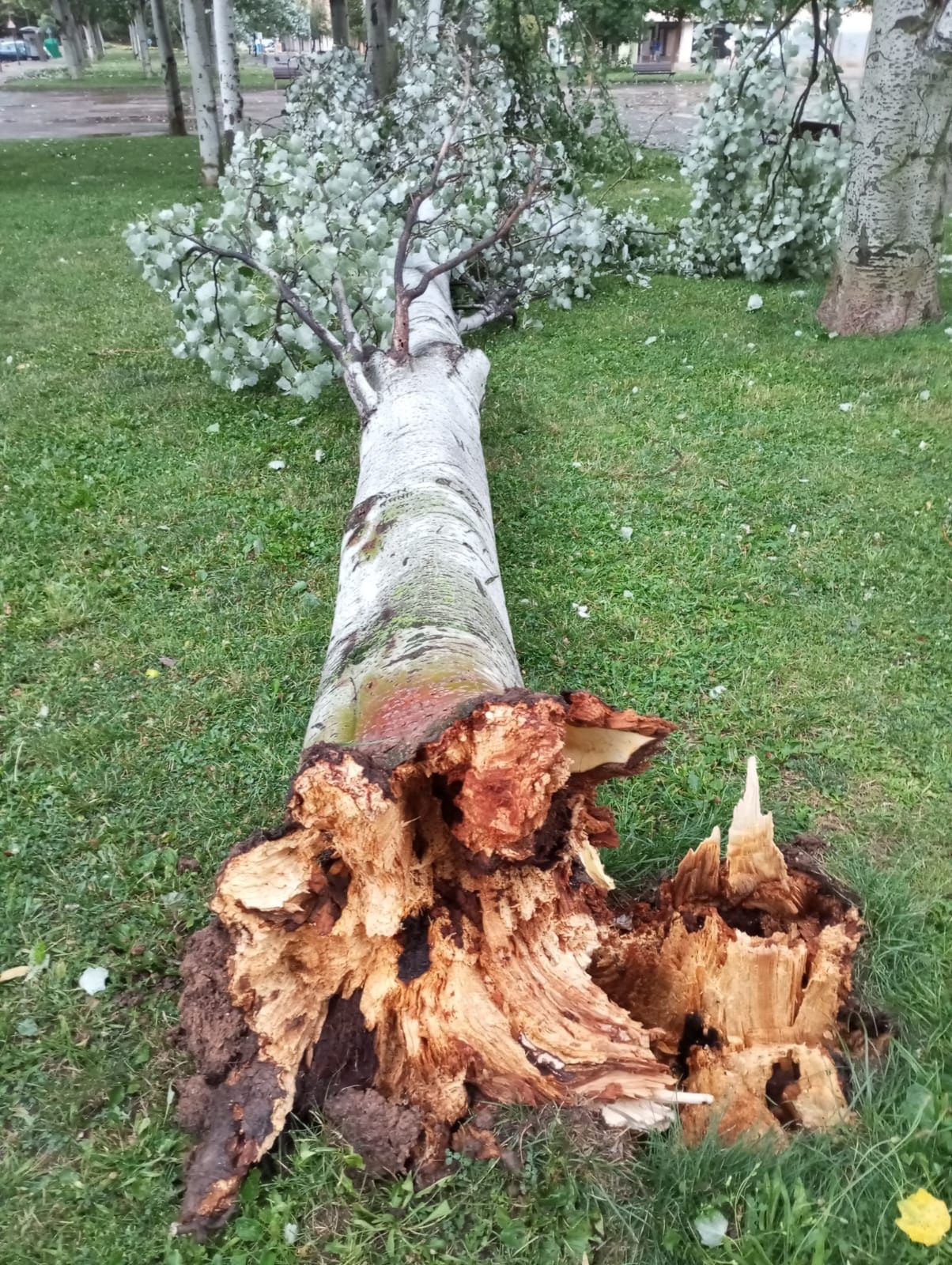 Las imágenes de la fuerte tormenta caída en Logroño