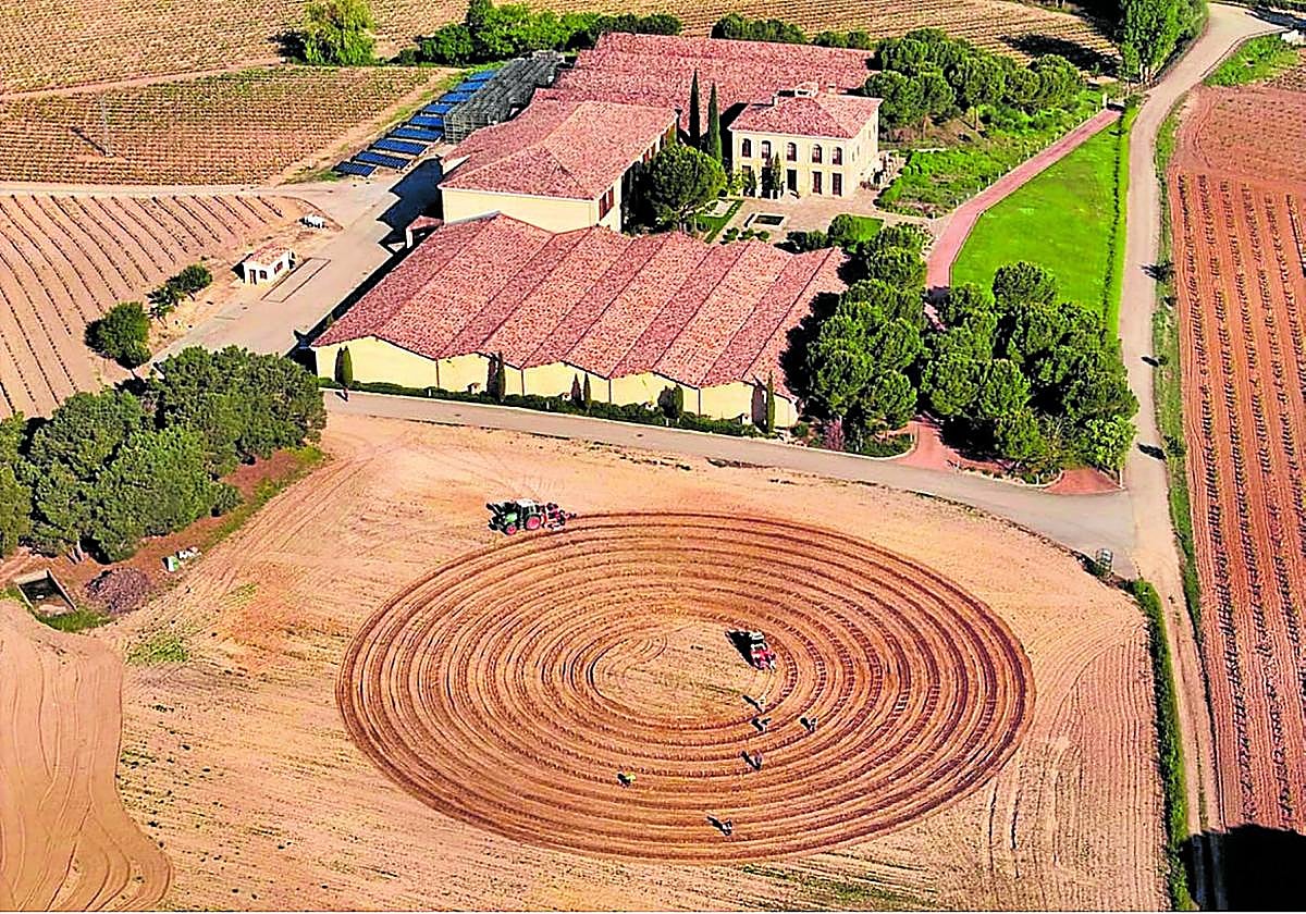 Plantaciones del primer viñedo en espiral de España, en Áster.