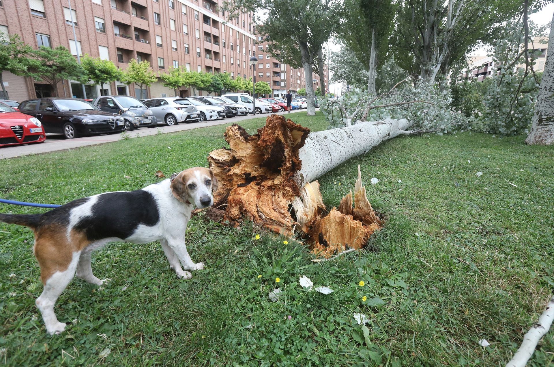 Simpática imagen de un perro ante el árbol arrancado en un parque logroñés.