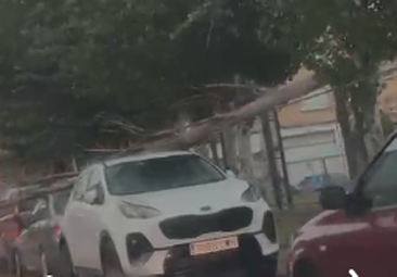 La dana provoca en Calahorra la caída de un arbol del colegio Quintiliano en un vehículo