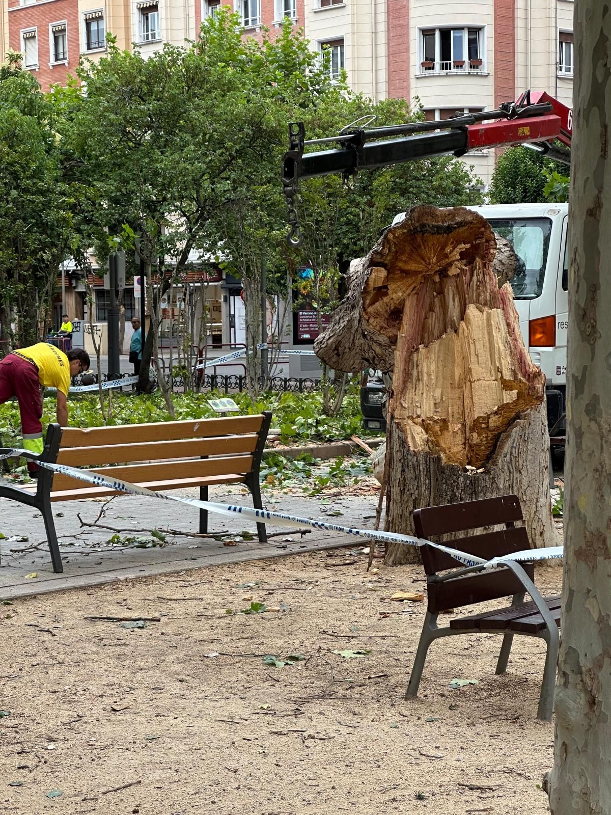 El viento arrancó de cuajo un árbol en el parque Gallarza.