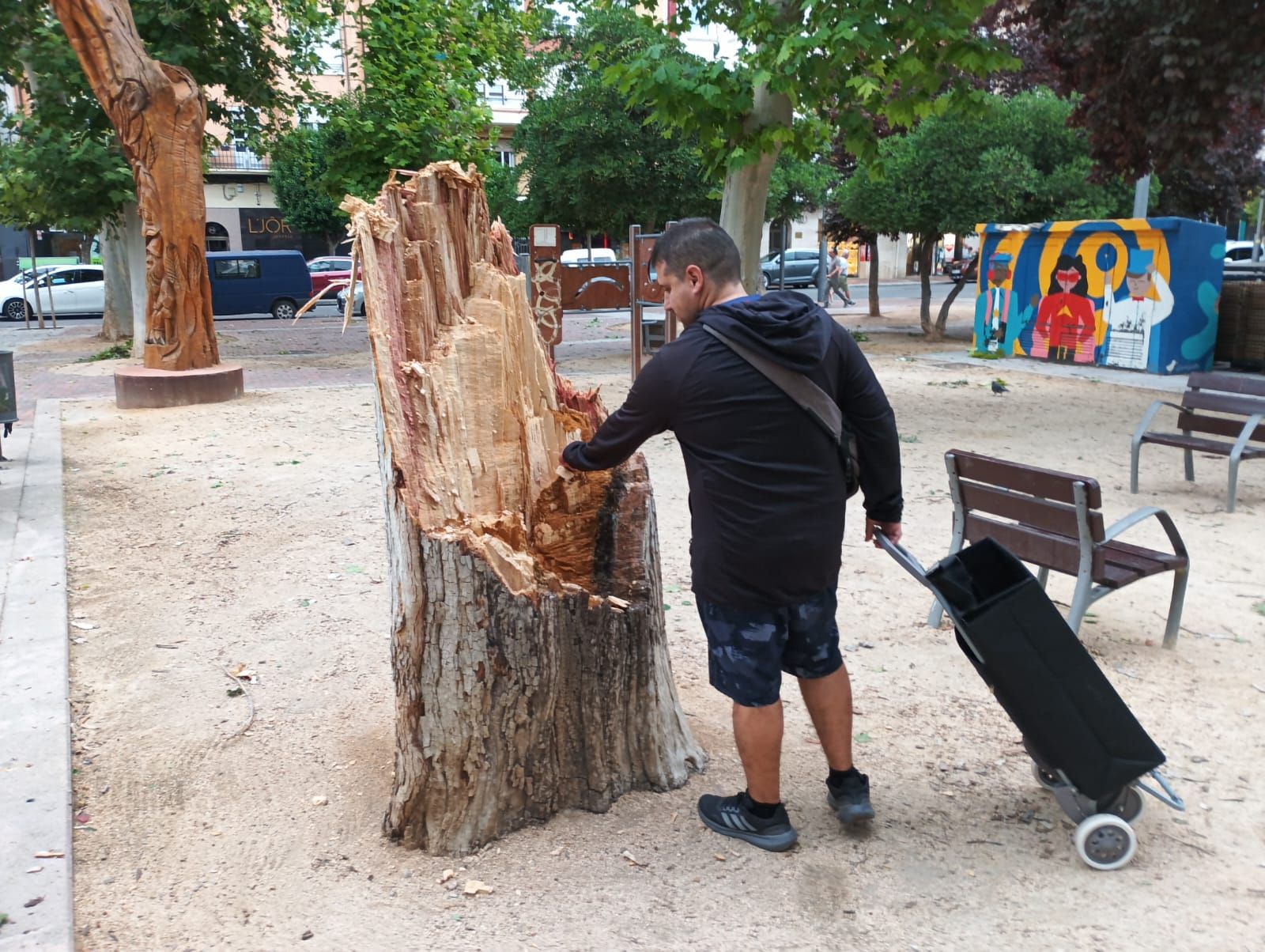 El viento arrancó de cuajo un árbol en el parque Gallarza.