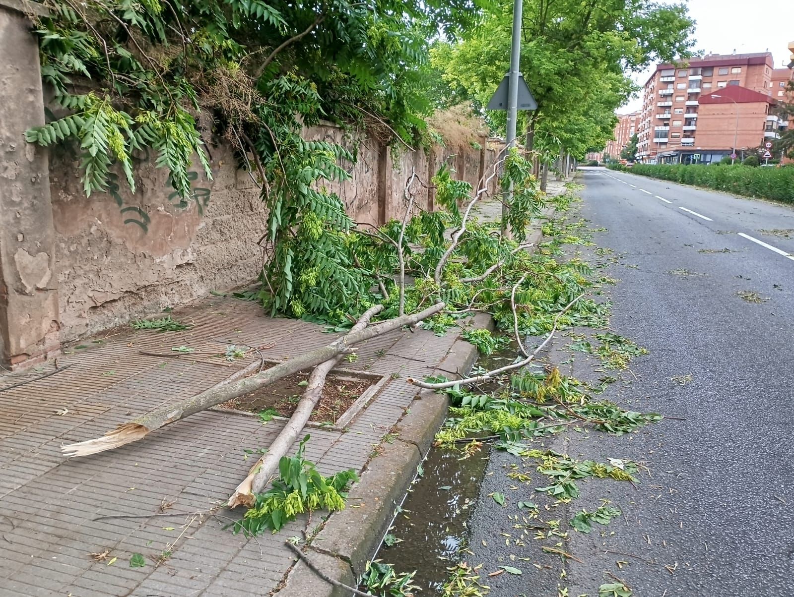 Ramas en las aceras de Lobete