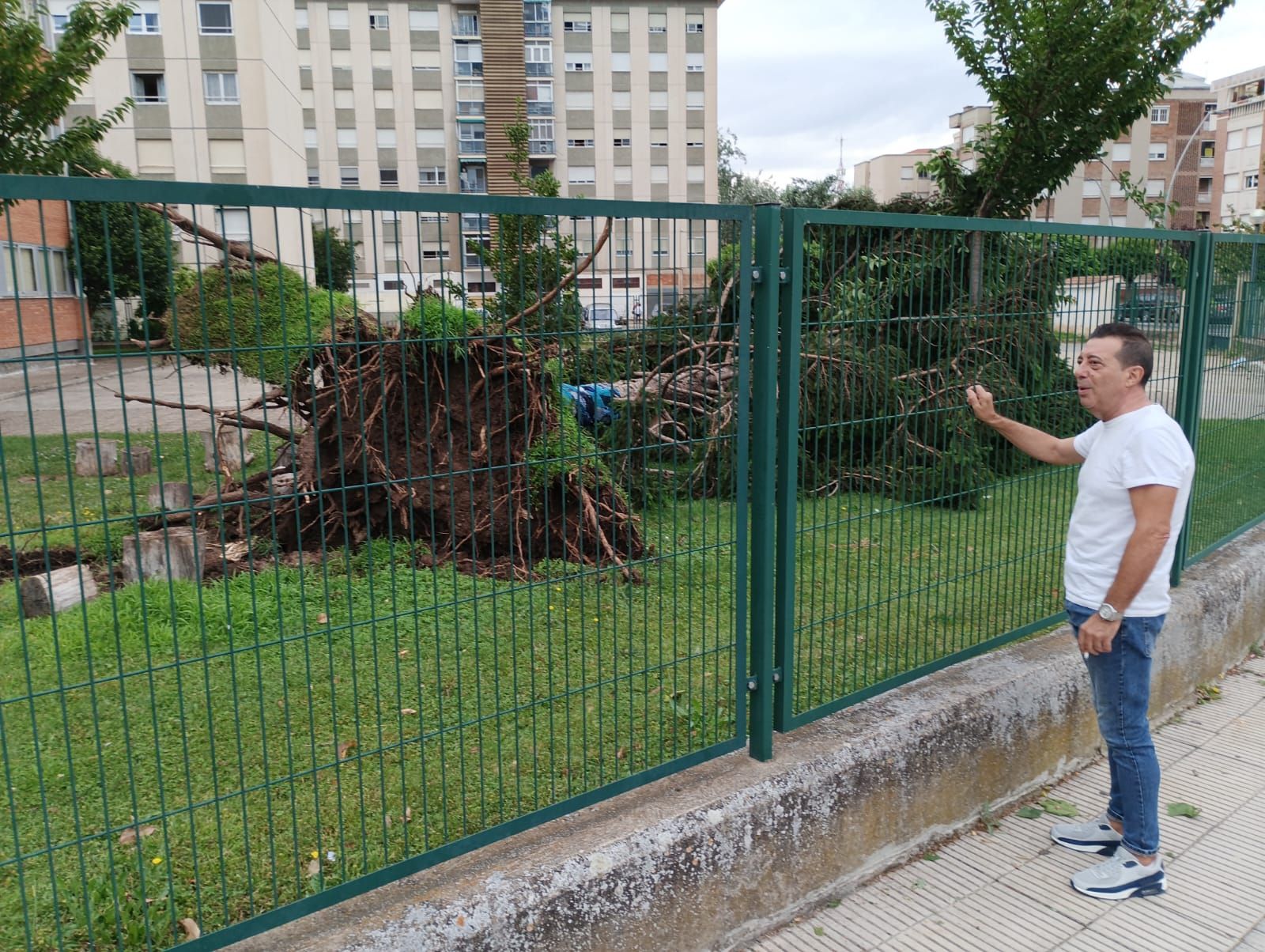 Árbol arrancado de cuajo en el colegio Obispo Blanco Nájera.