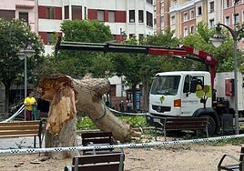 Los operarios del Ayuntamiento de Logroño retiran el árbol arrancado por el viento en el parque Gallarza.