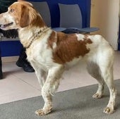 La Guardia Civil rescata de un perro atrapado en una balsa de riego en El Villar de Arnedo