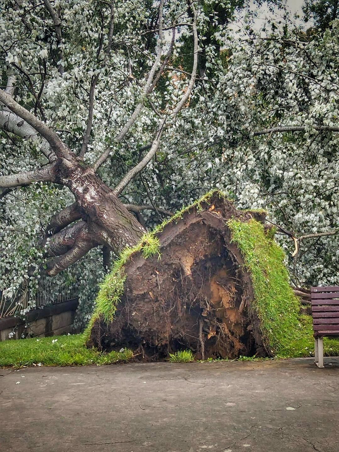 Impresionante árbol arrancado por el viento en el parque de la Ribera, detrás de Riojafórum.