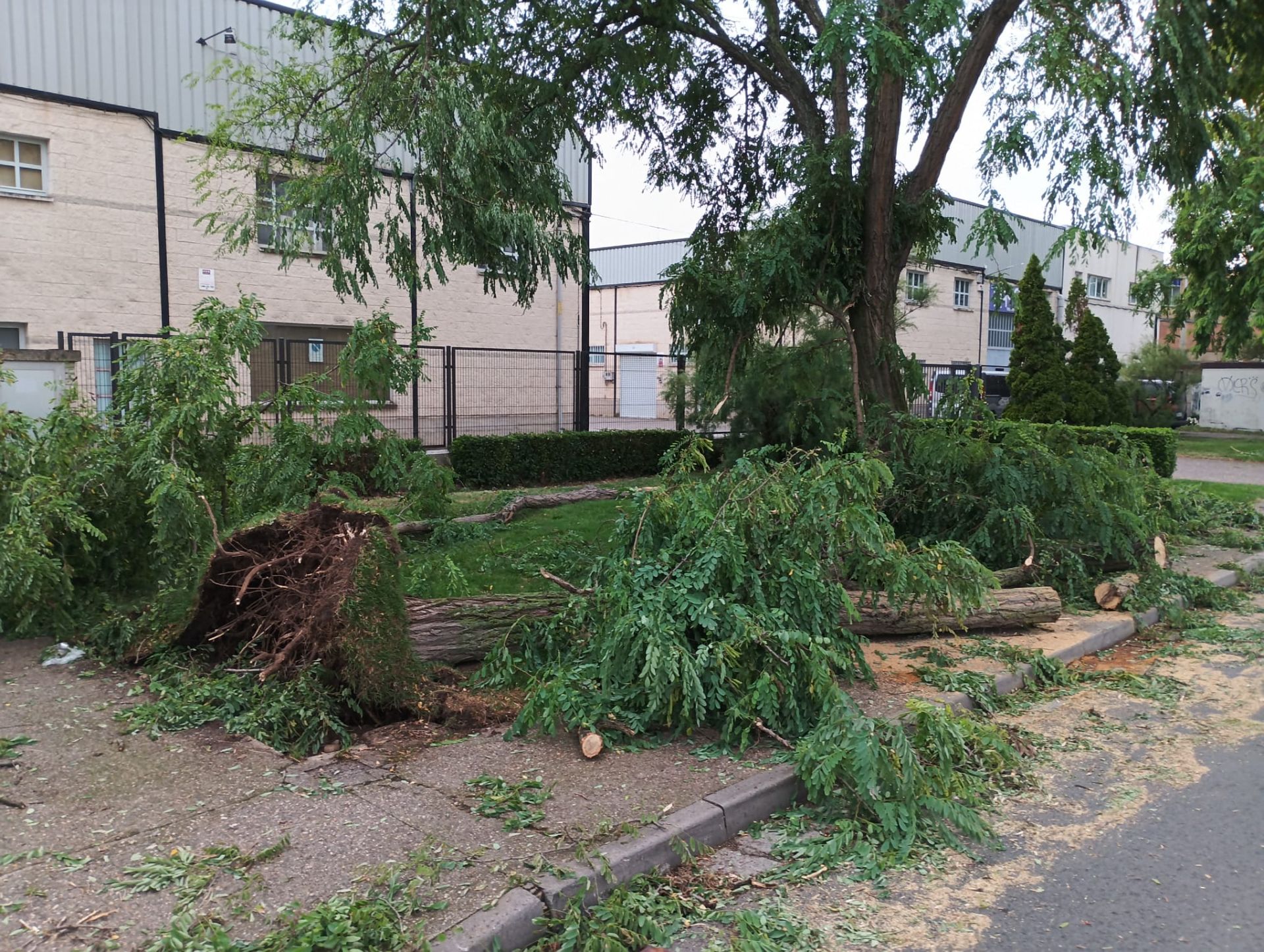Bastantes daños en la masa arbórea de Varea, que tuvo que cerrar algunas calles