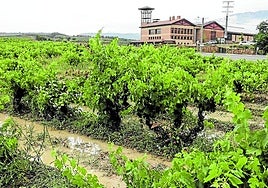 Viñas inundadas en Villabuena de Álava.