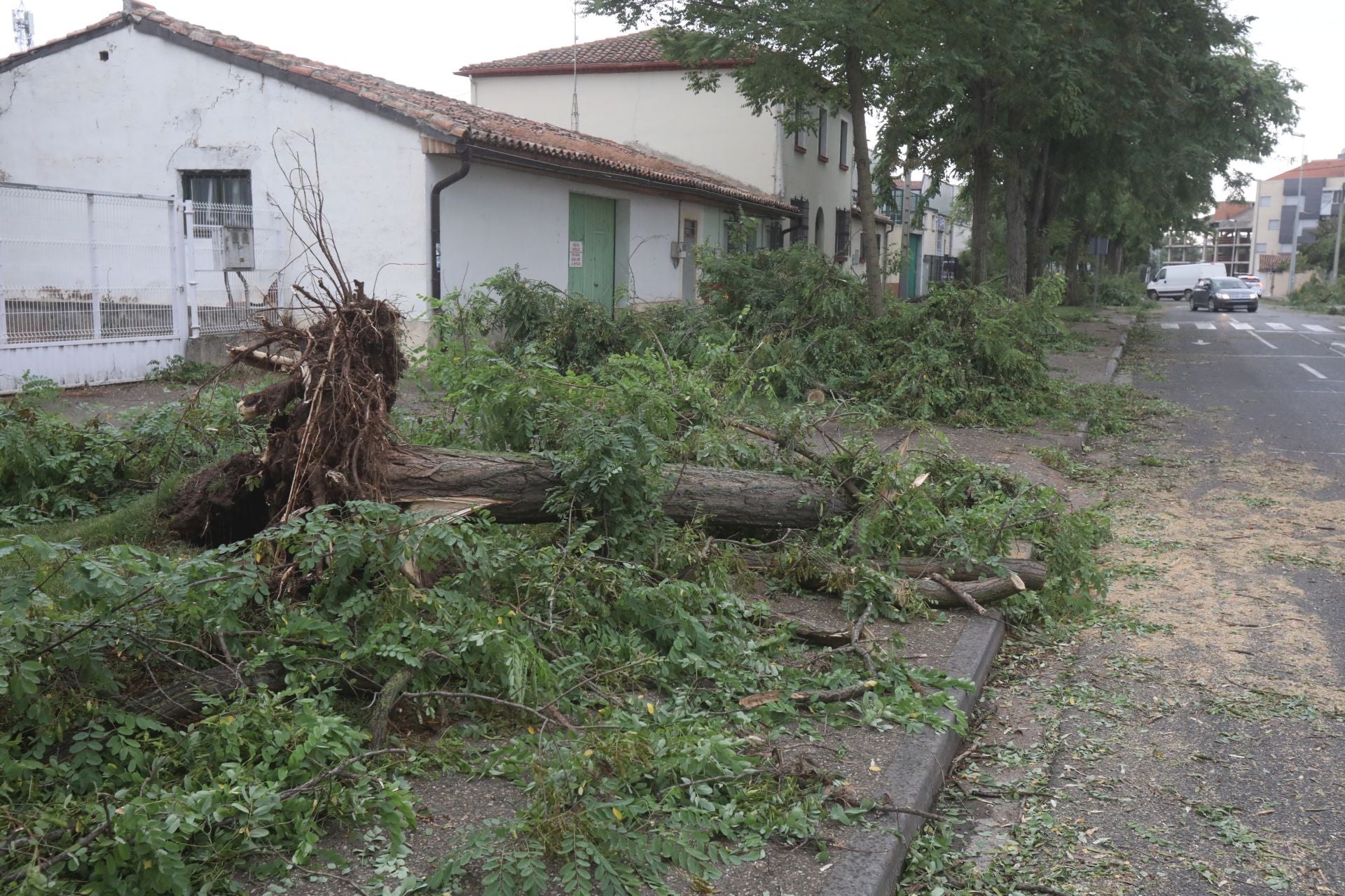 Imagen secundaria 1 - Árboles caídos en Cascajos, Varea y Los Lirios.